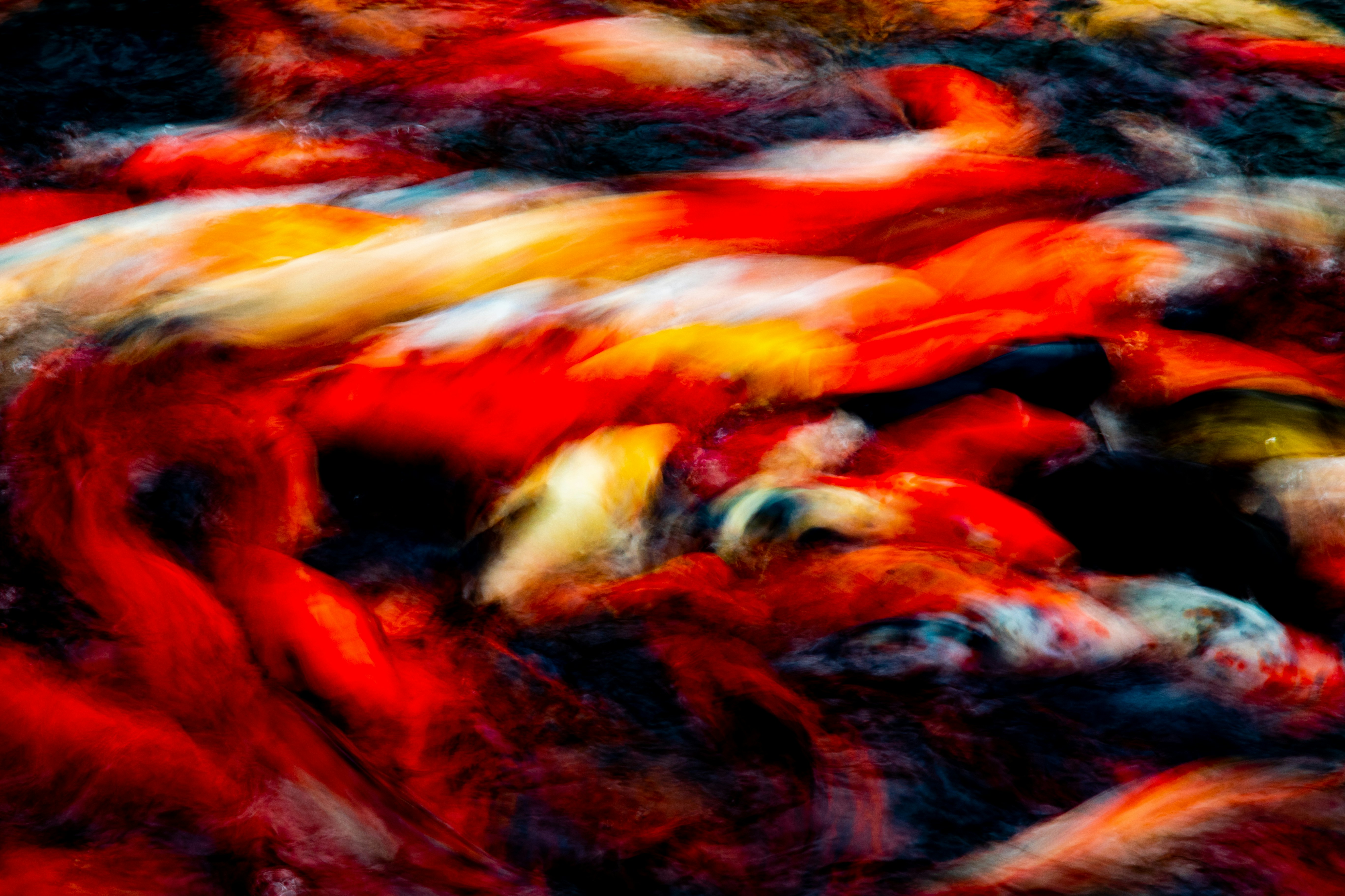 The Science Behind Koi Coloration (image credits: unsplash)