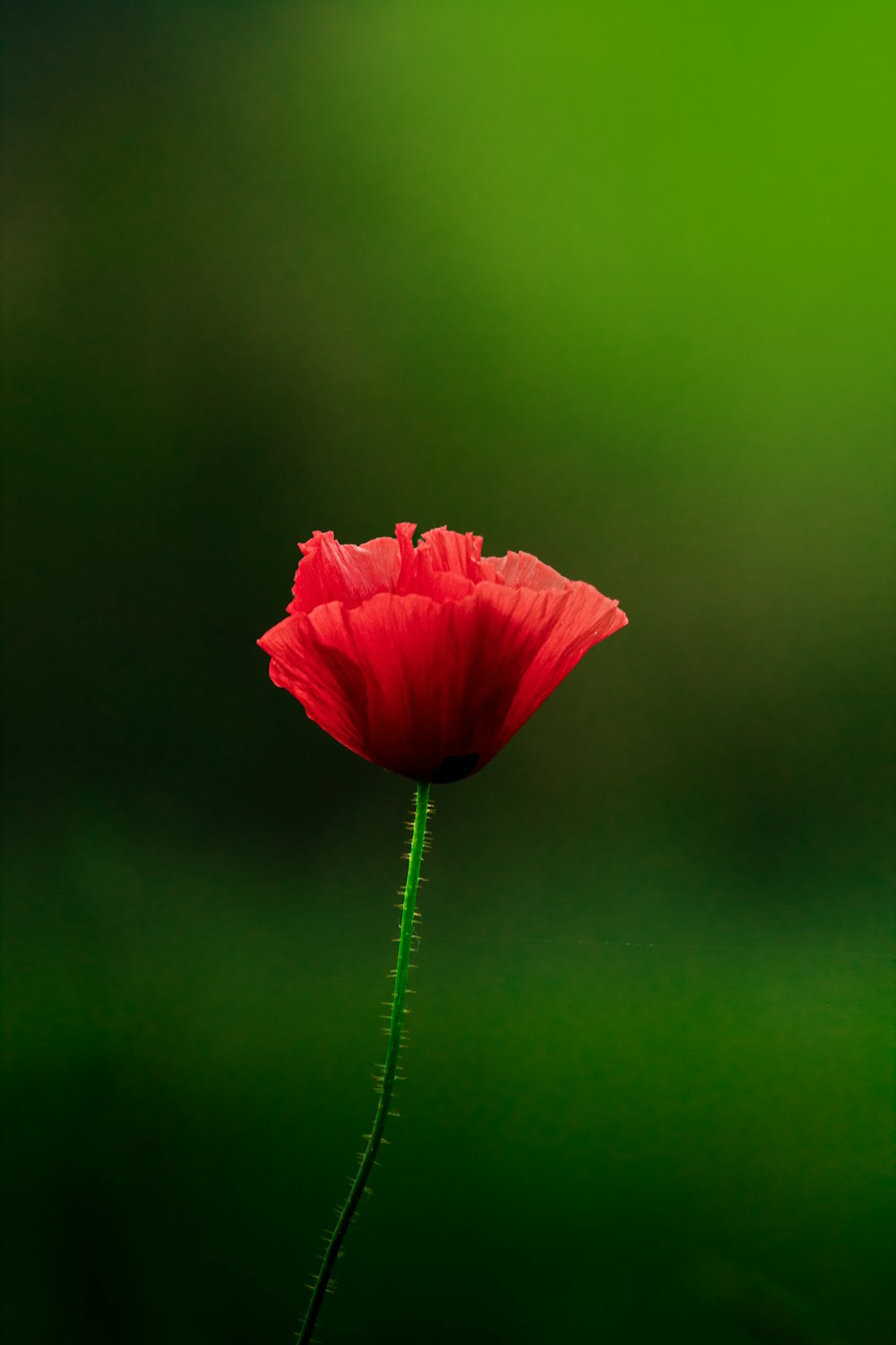 a single red flower with a green background
