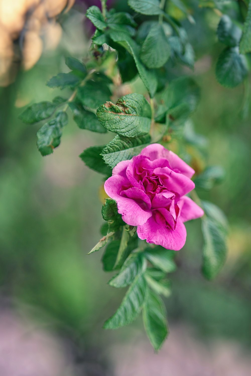 a pink flower with green leaves on a branch