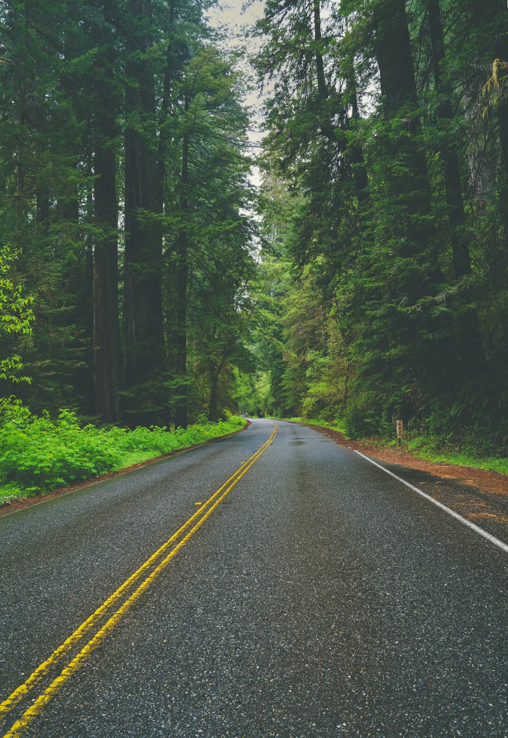 an empty road in the middle of a forest