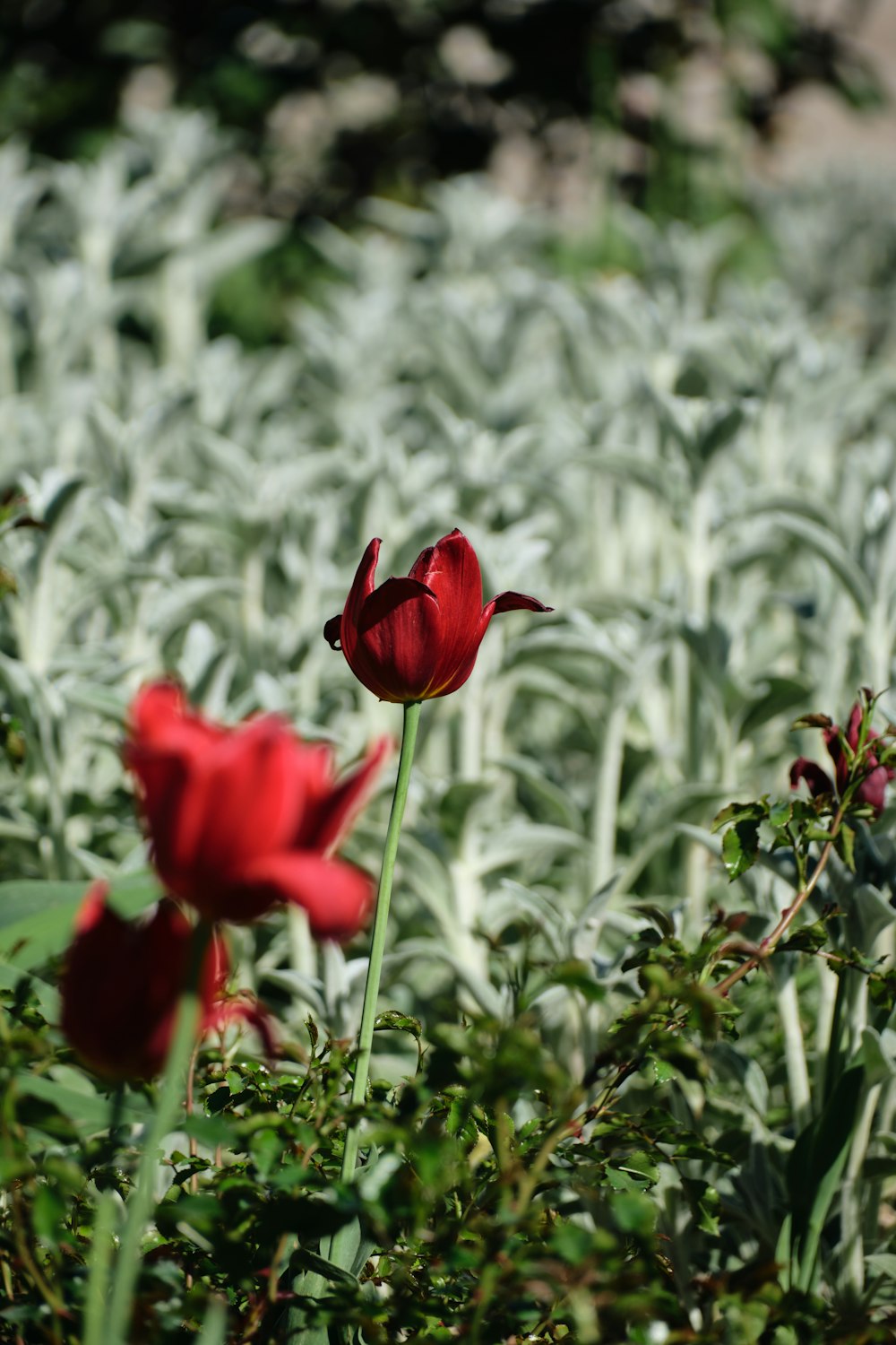 two red flowers in a field of green grass