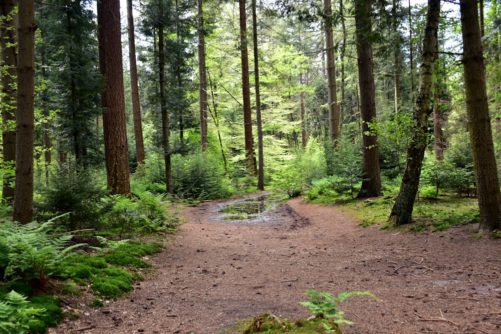 a dirt path in the middle of a forest