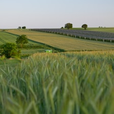 a field of green grass with a blue sky in the background