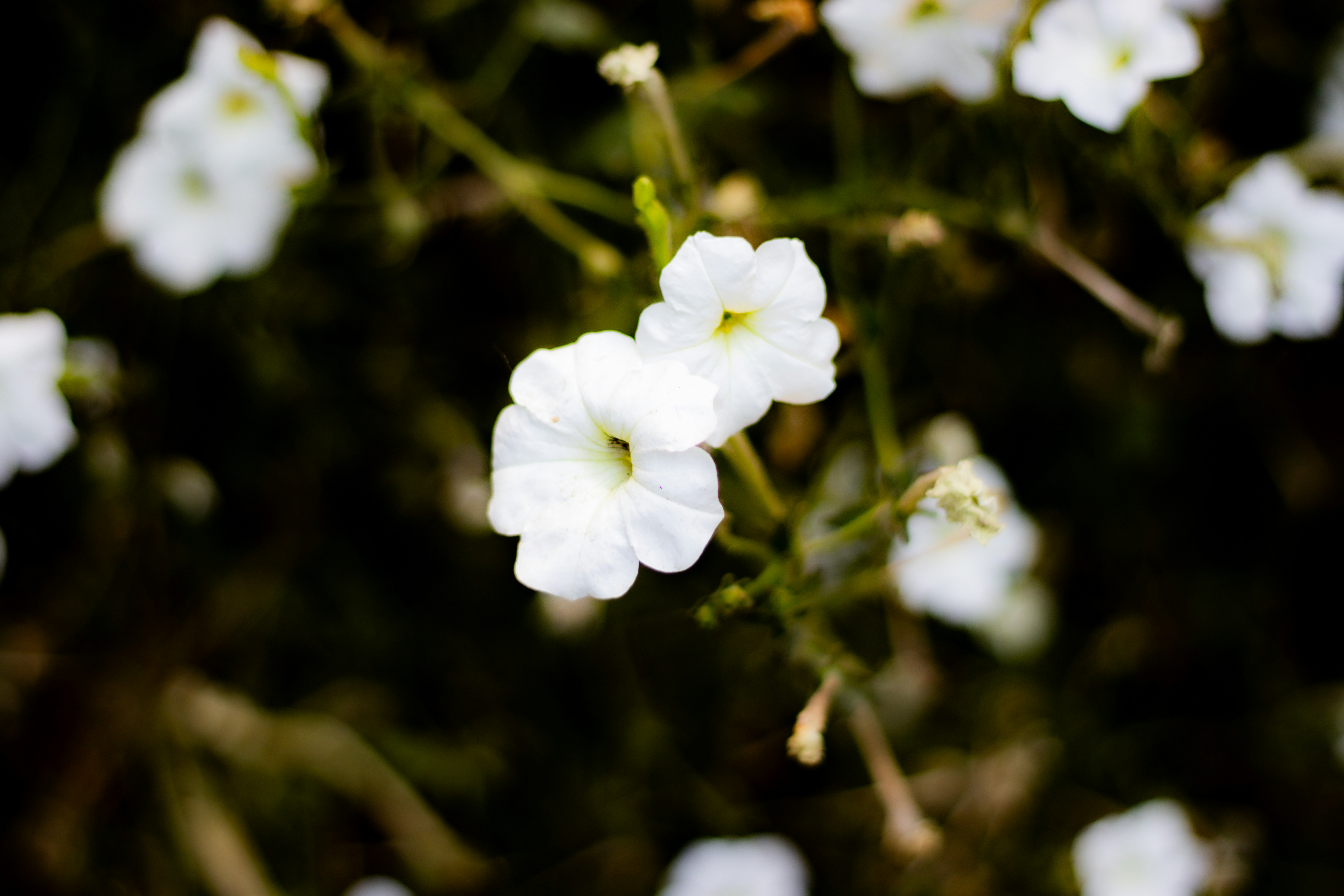 Photo by akshat_jhingran