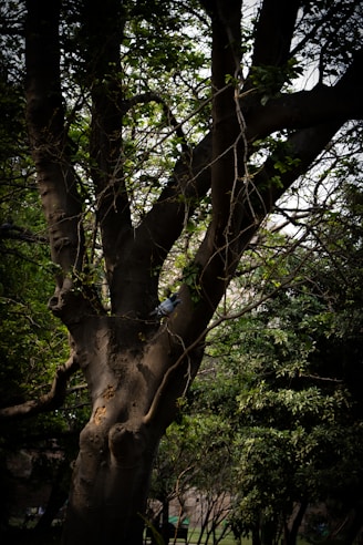 a bird perched on a tree in a park