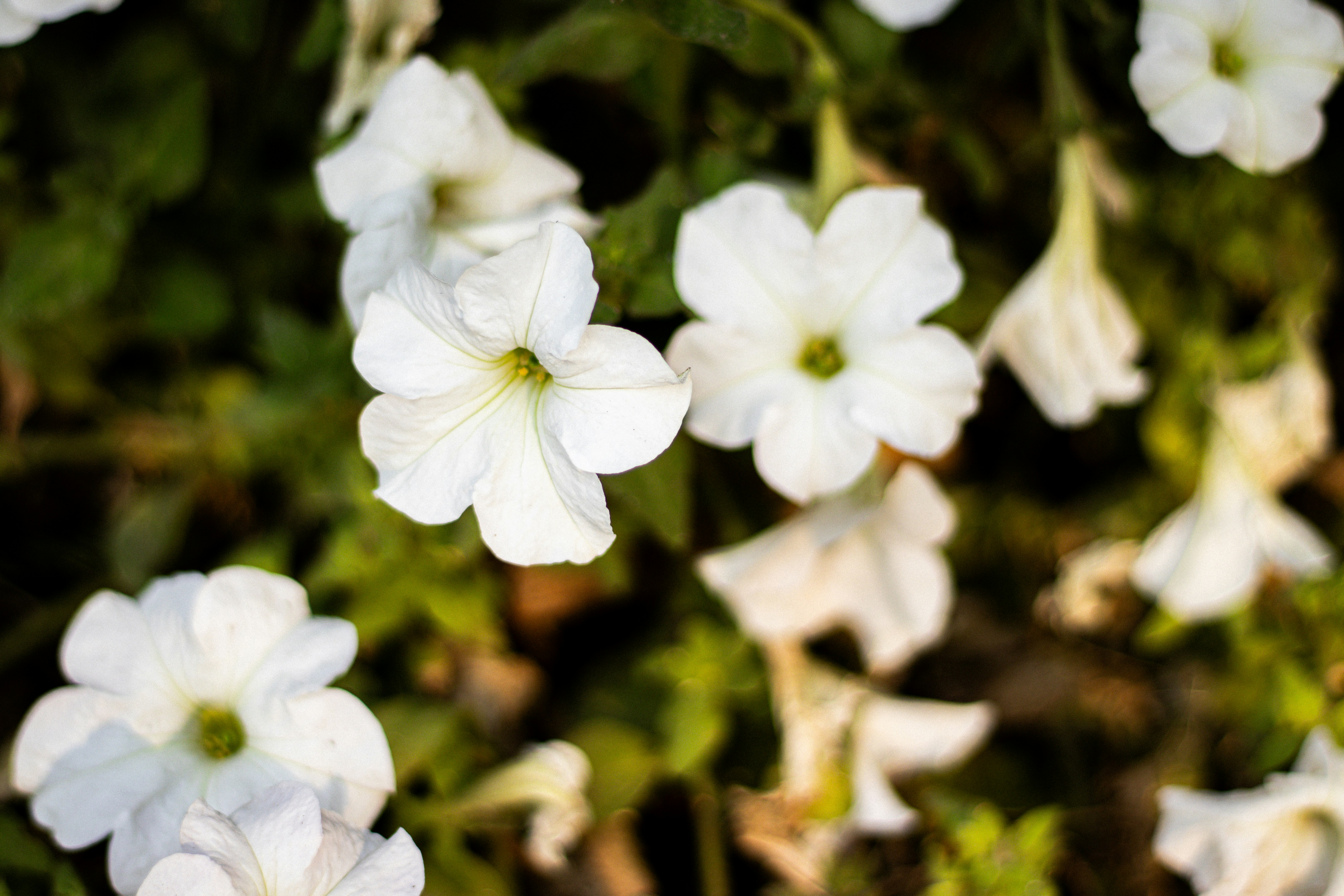 Photo by akshat_jhingran