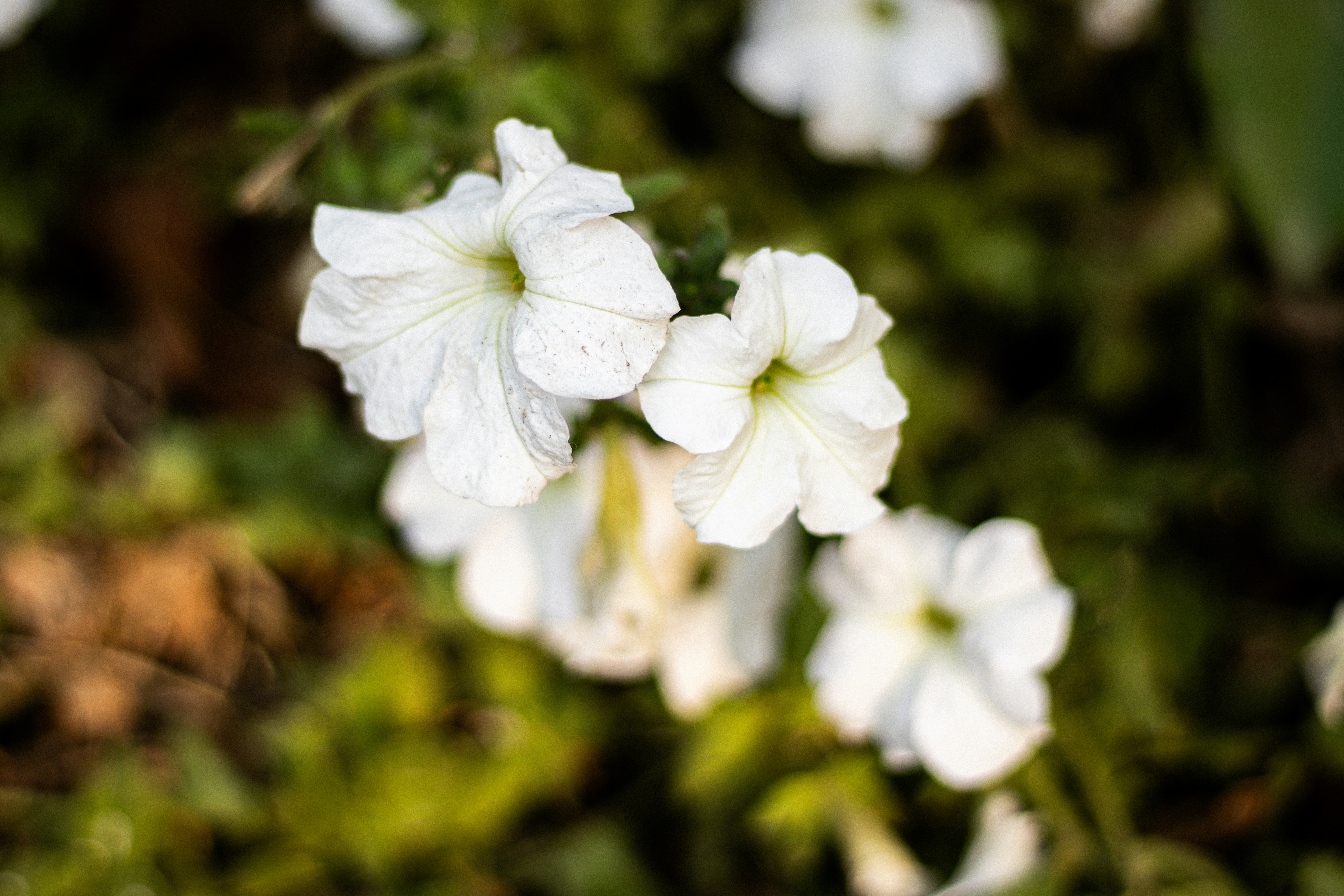 Photo by akshat_jhingran