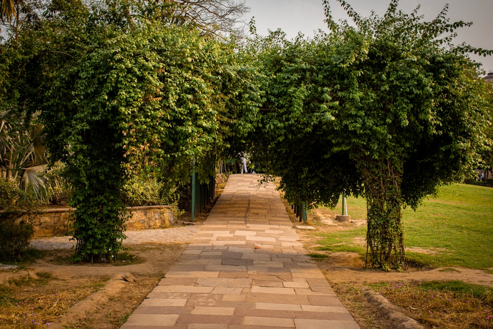 a walkway between two trees in a park