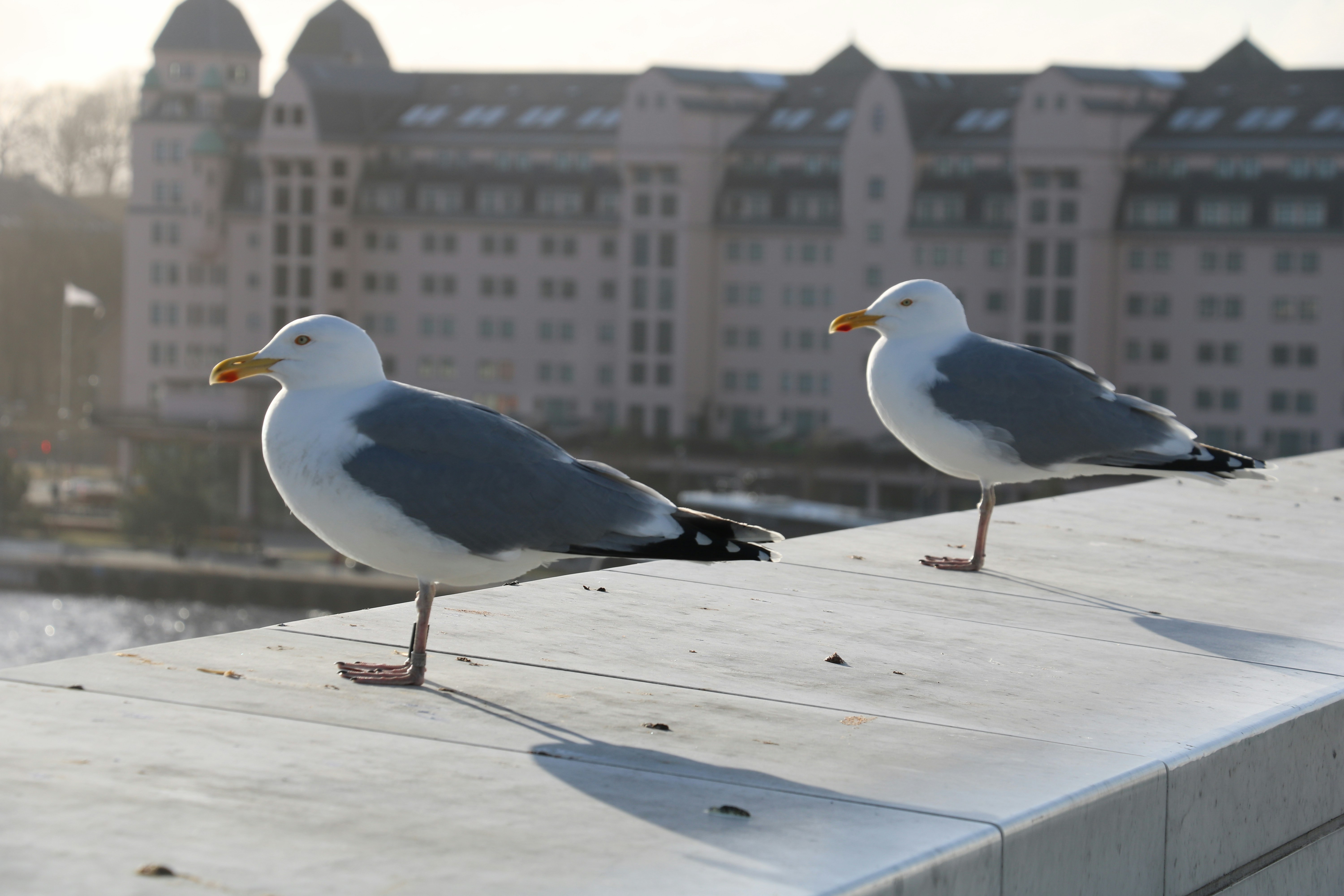 Photo by francoisfayet