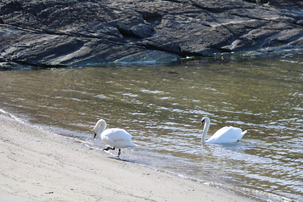 a couple of white swans standing on top of a sandy beach