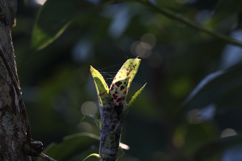 a close up of a flower on a tree