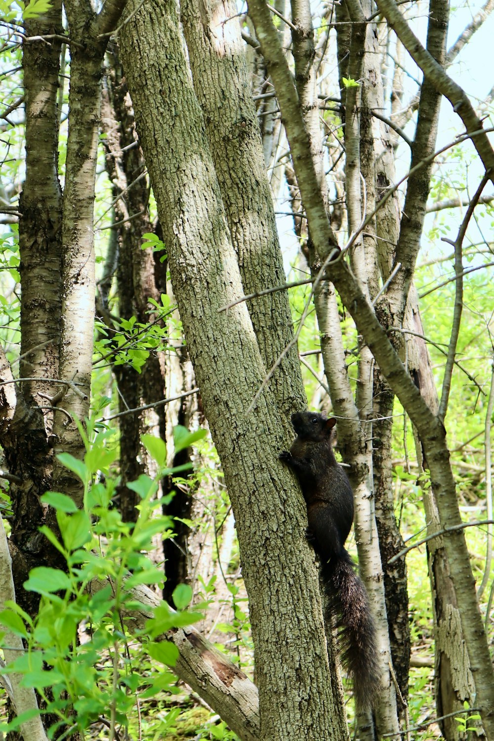 a black bear climbing up a tree in a forest