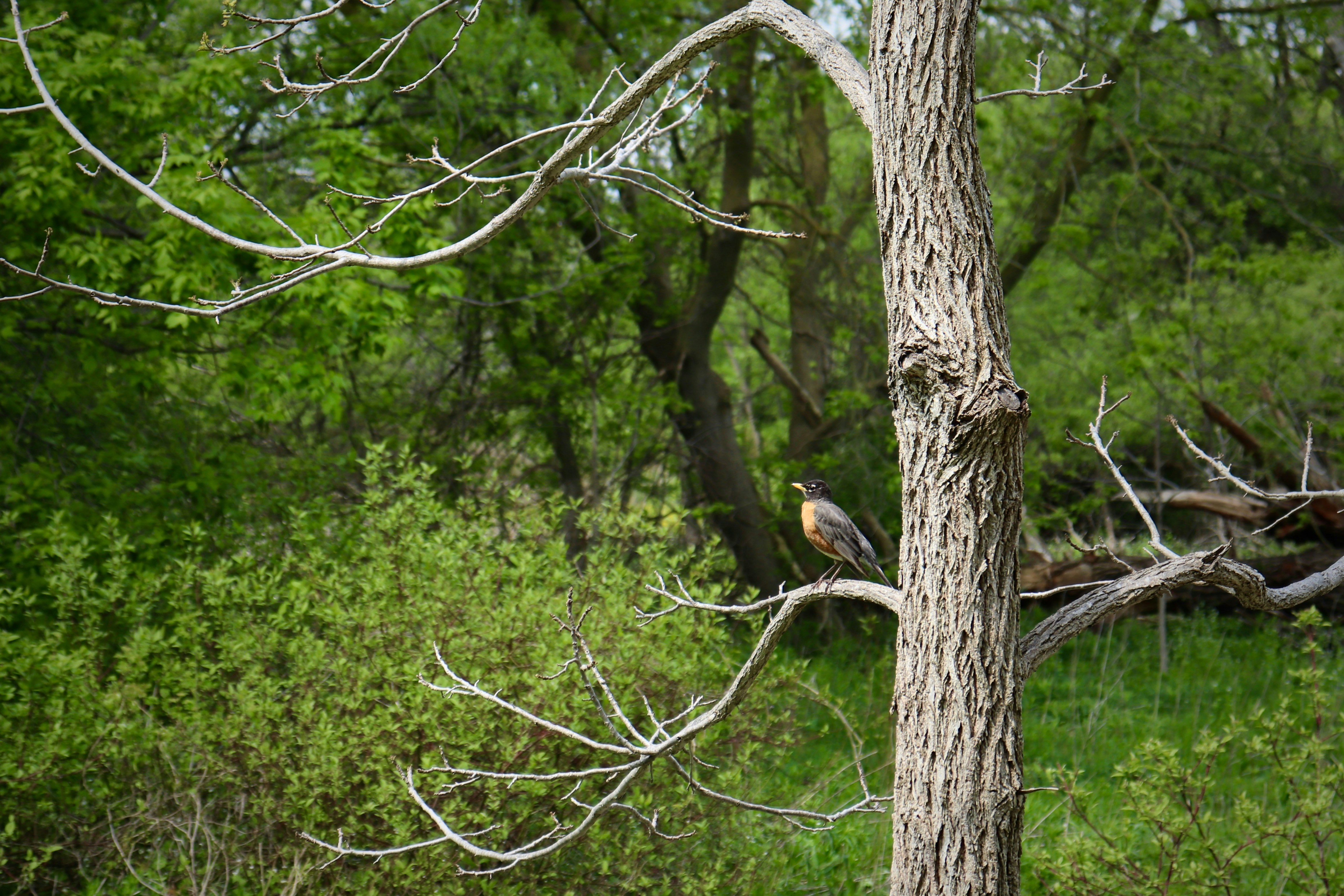 a bird perched on a tree branch in a forest