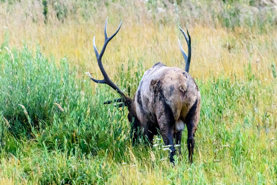 Bull elk bugling in alpine meadow during alpine meadow during peak September rut with cow elk nearby