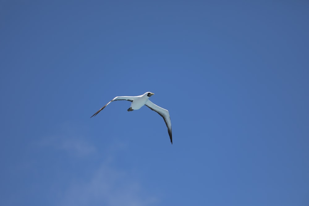 a white bird flying through a blue sky