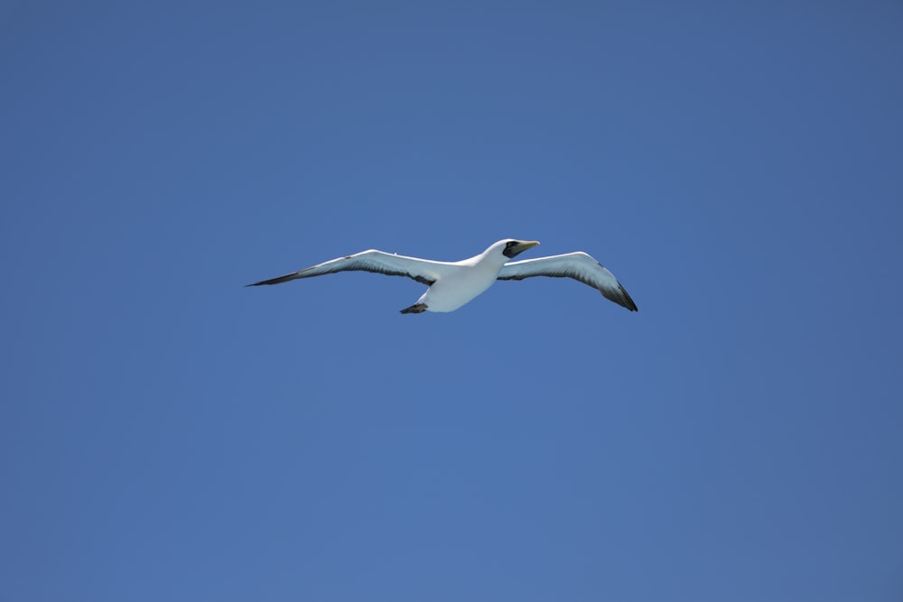 a white bird flying through a blue sky