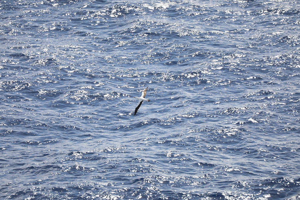 a bird flying over a body of water