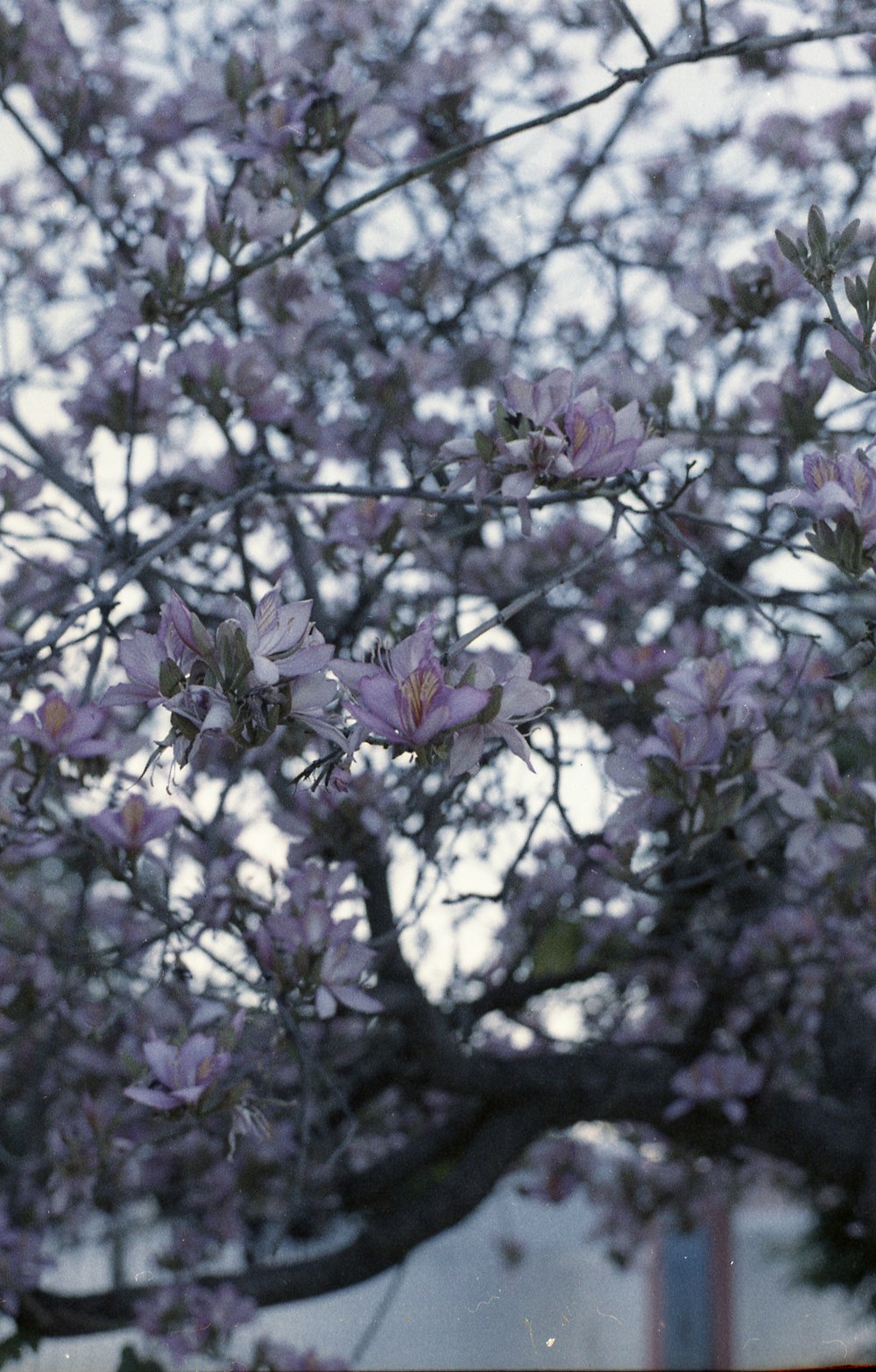 a tree with purple flowers in front of a building