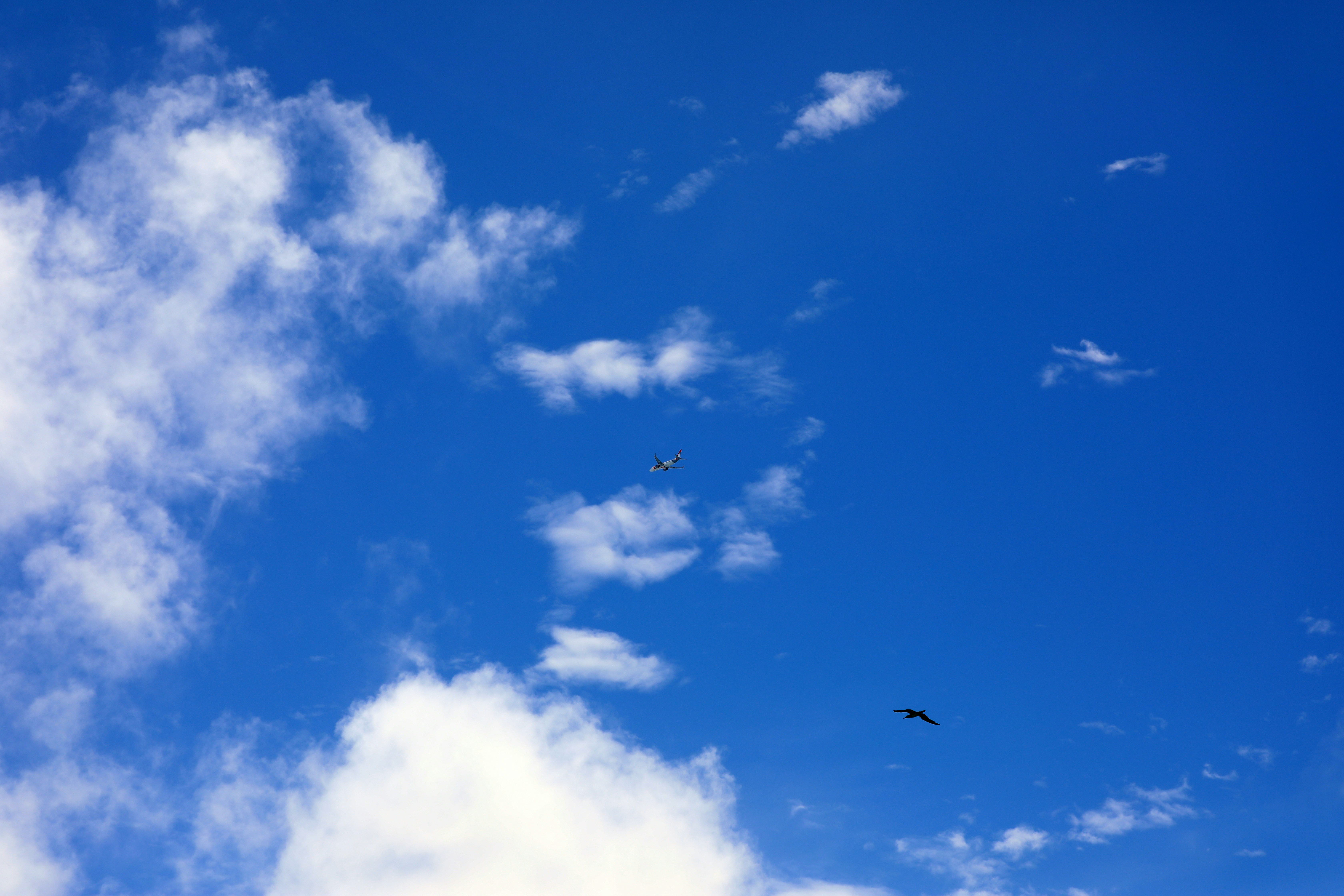 a couple of birds flying through a cloudy blue sky