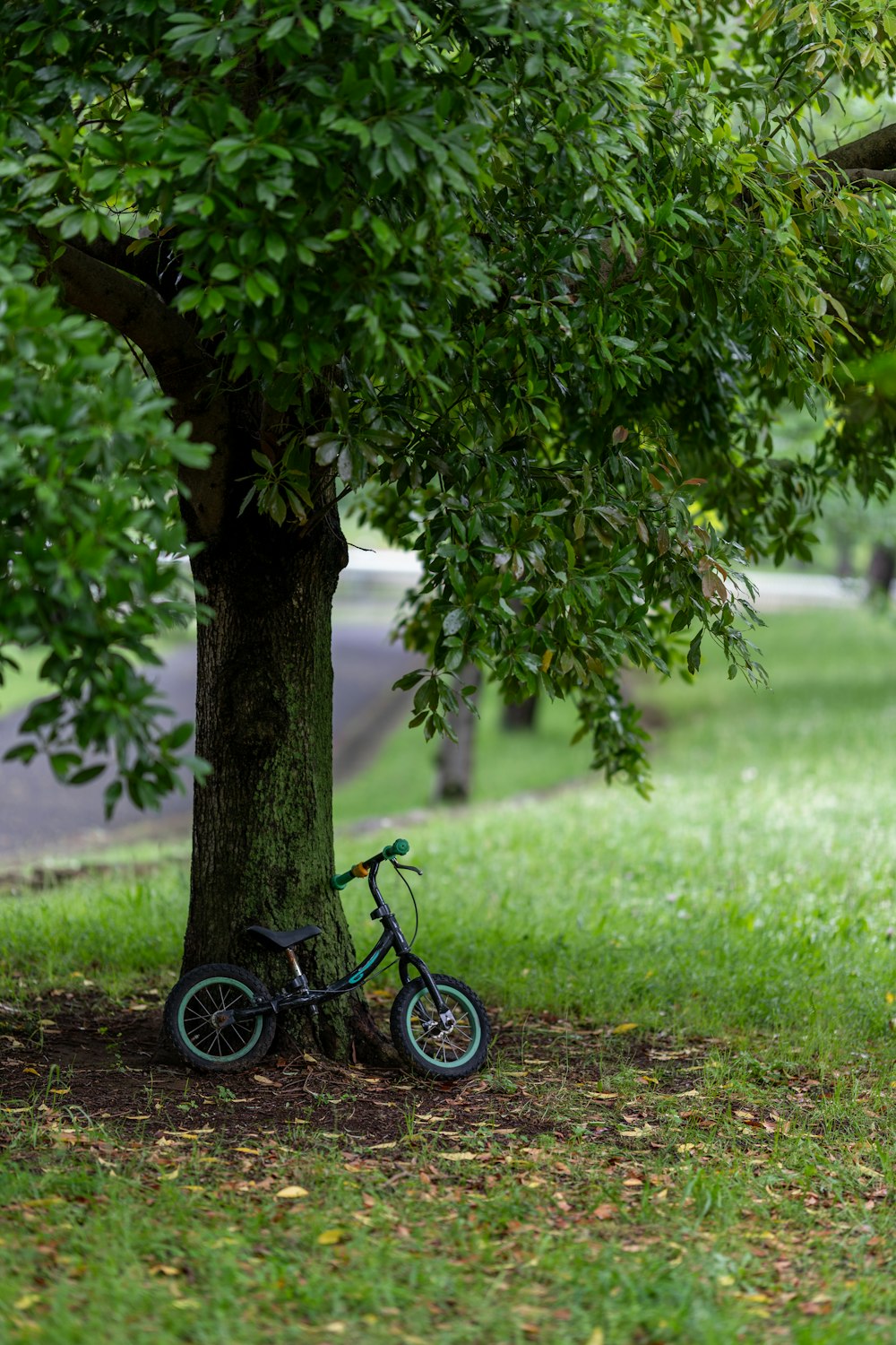 a bicycle parked under a tree in a park