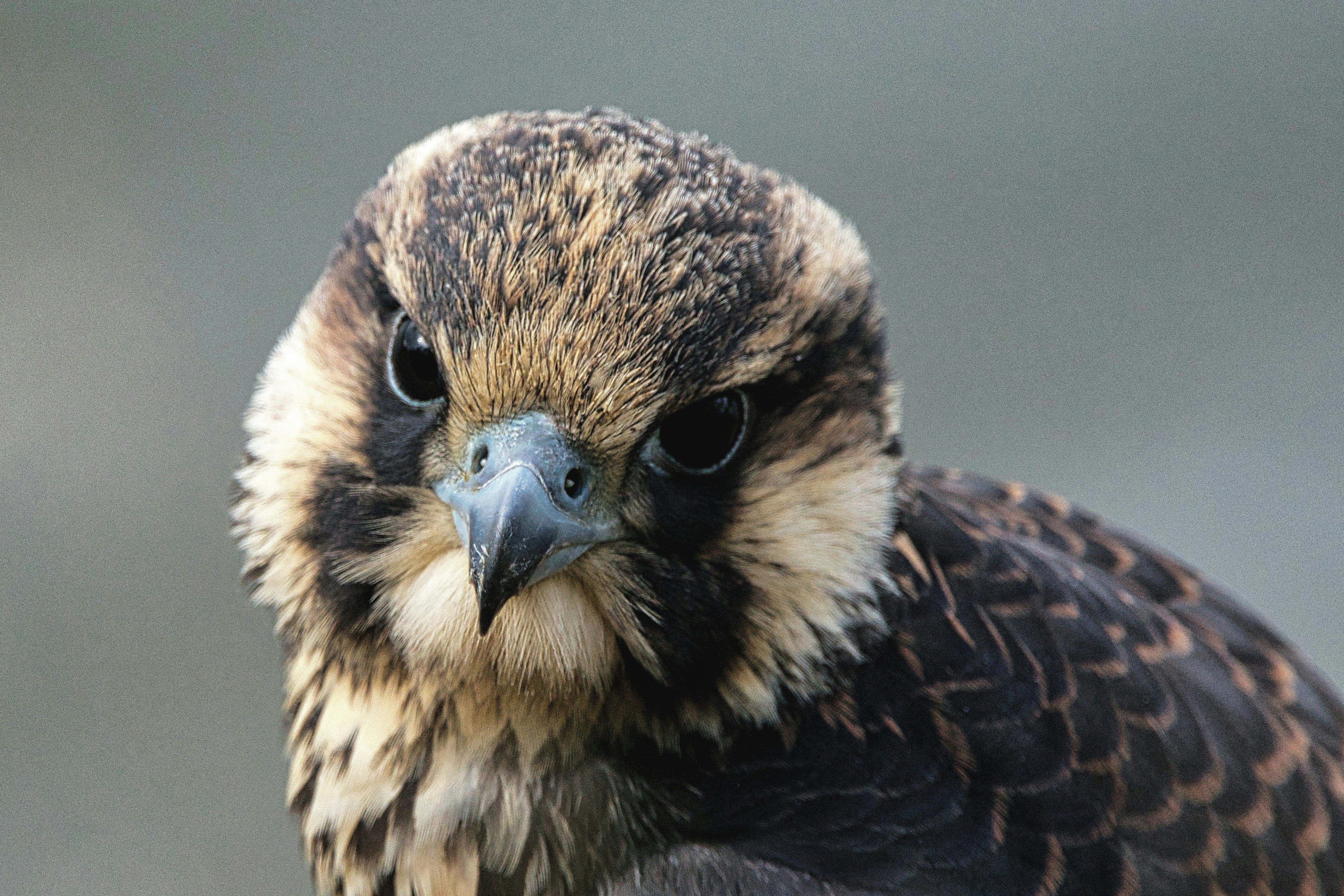 a close up of a bird of prey