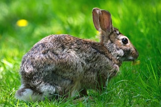 a rabbit sitting in the grass eating something