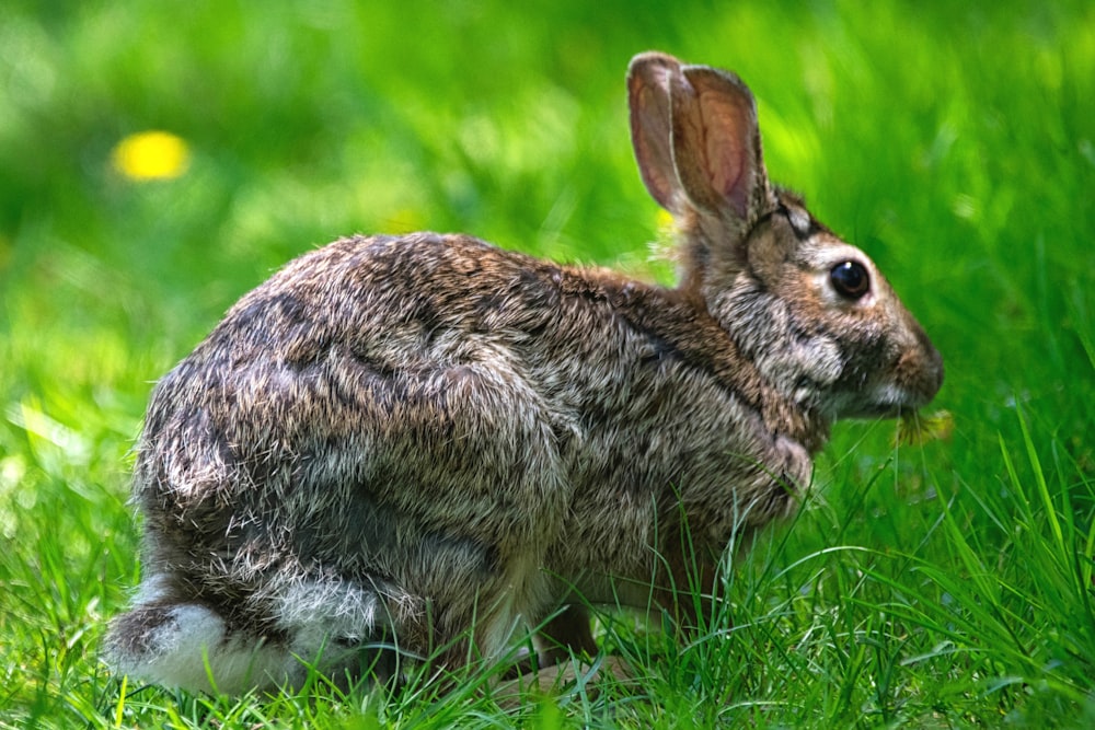 a rabbit sitting in the grass eating something
