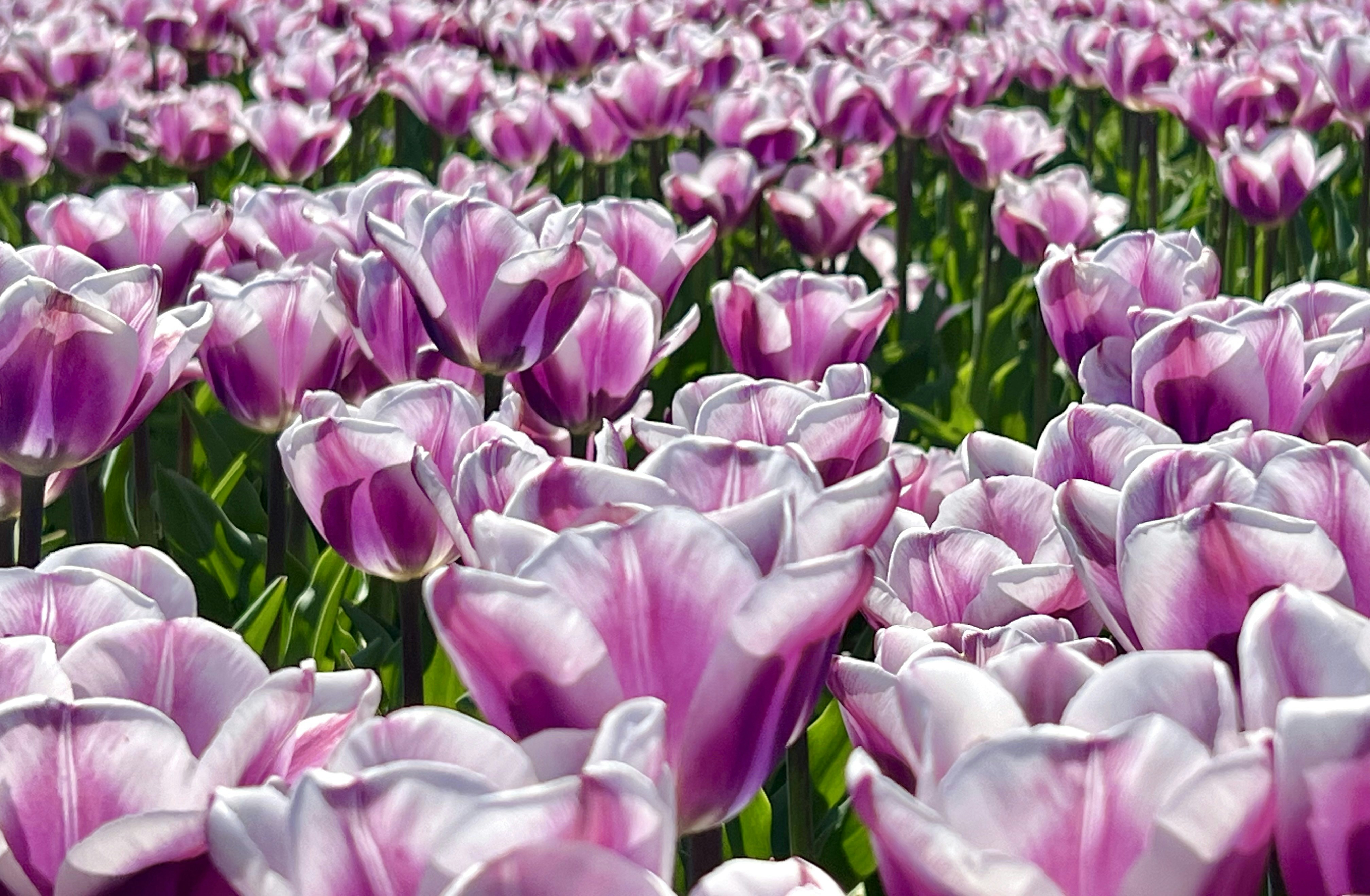 Photo by mike_loftus