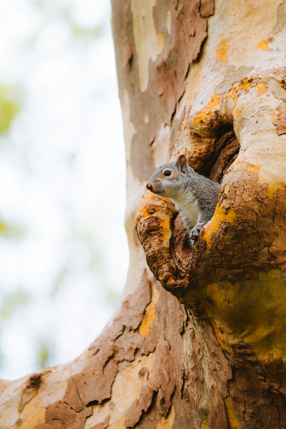 a squirrel is sitting in a hollow in a tree