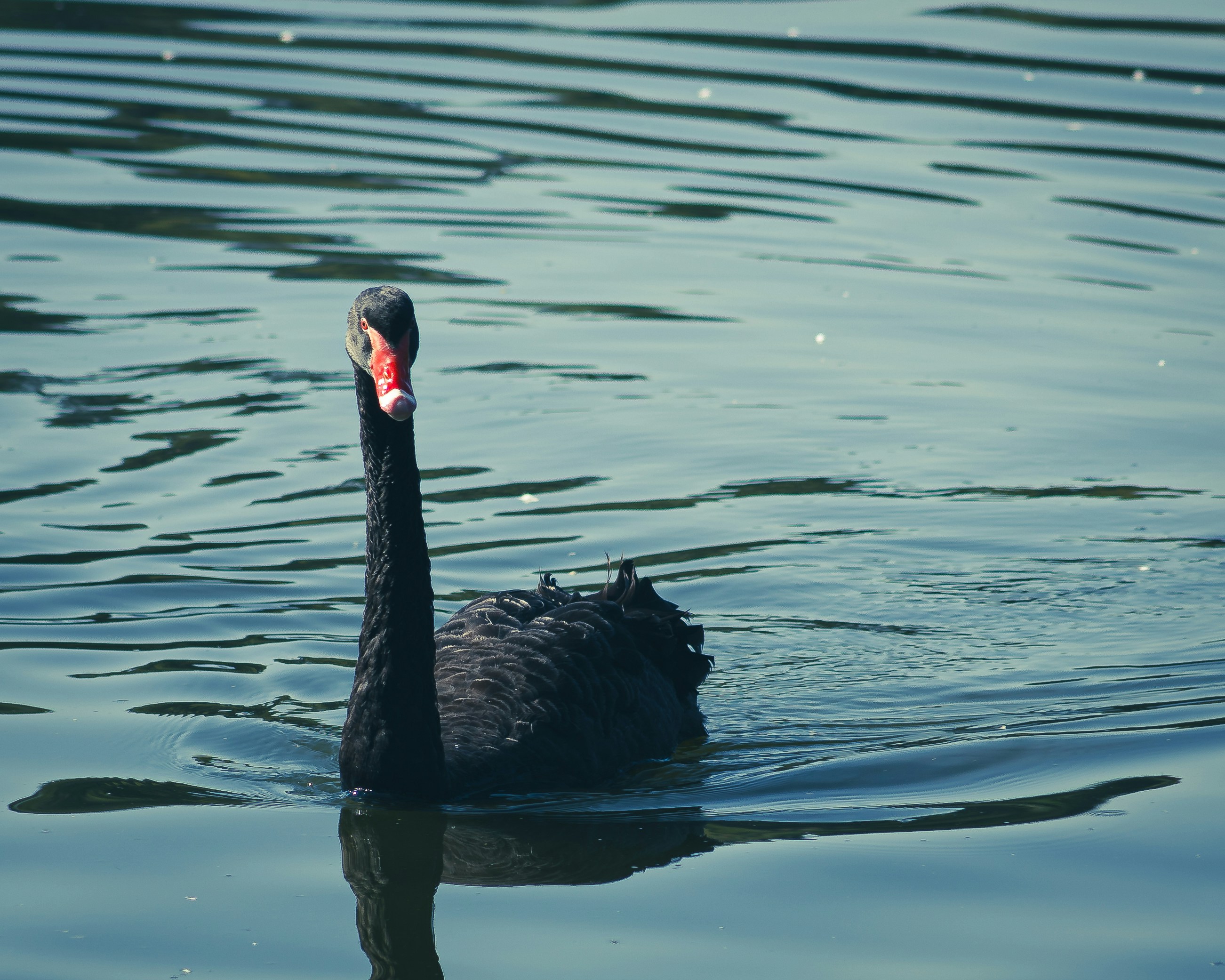 Photo by lucasdalamartaphoto