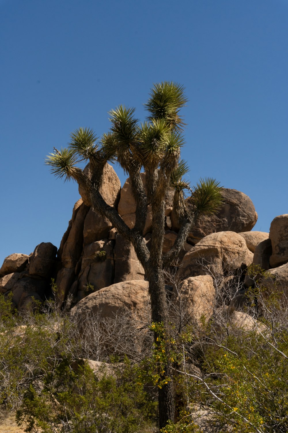 a joshua tree in front of a rock formation