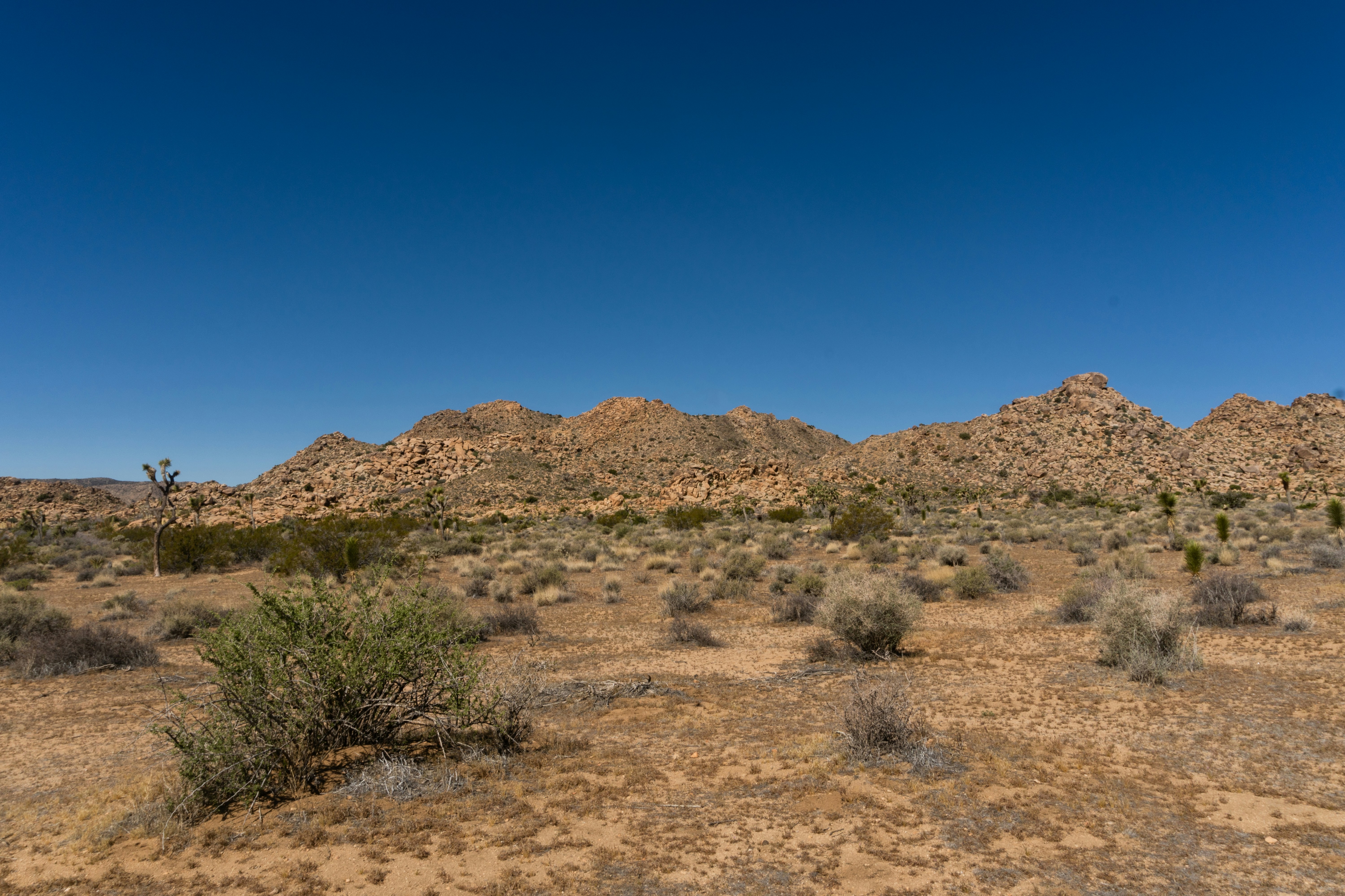 Photo by southcypress