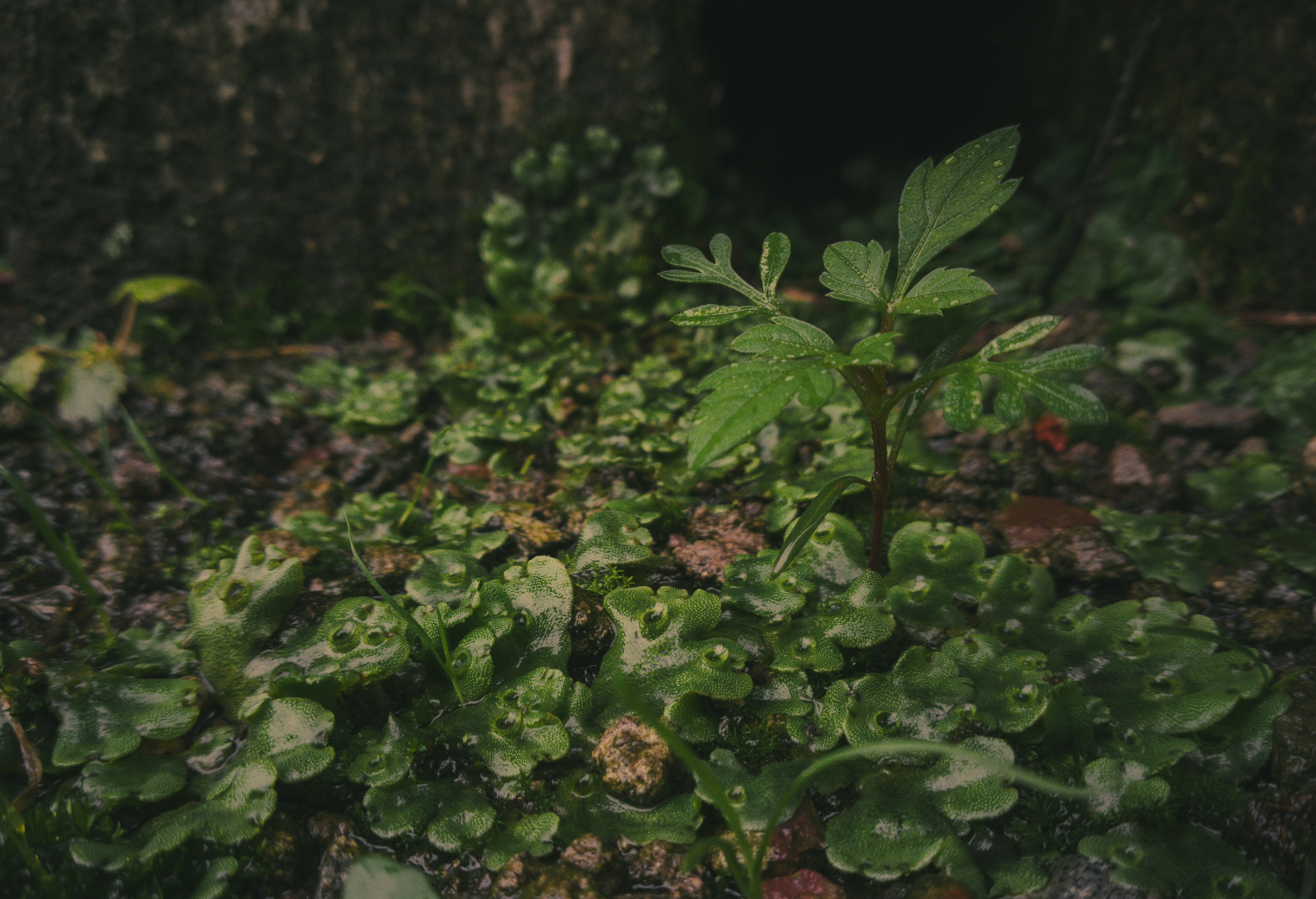 a plant growing out of the ground in a forest