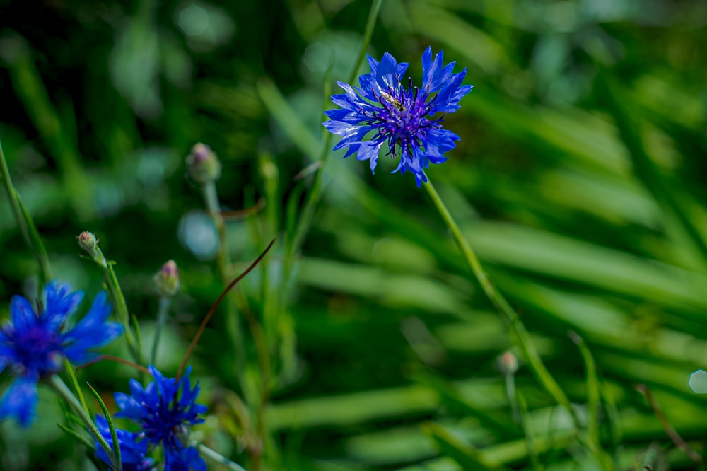a close up of some blue flowers in a field
