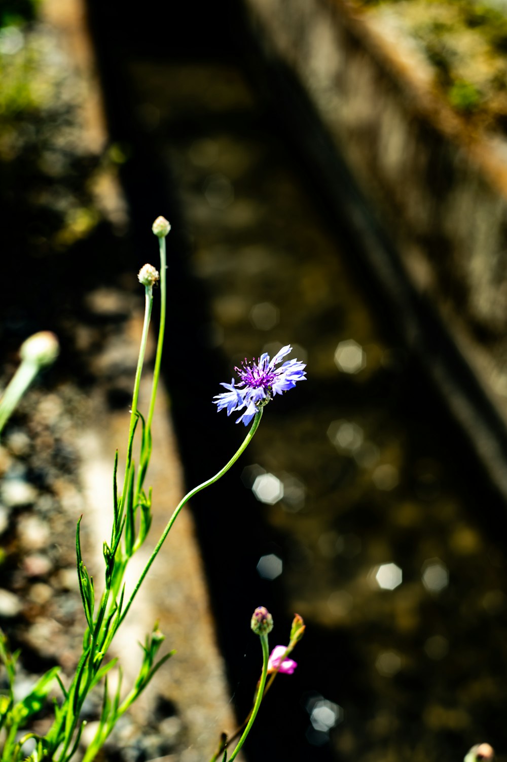 a purple flower sitting next to a stream of water