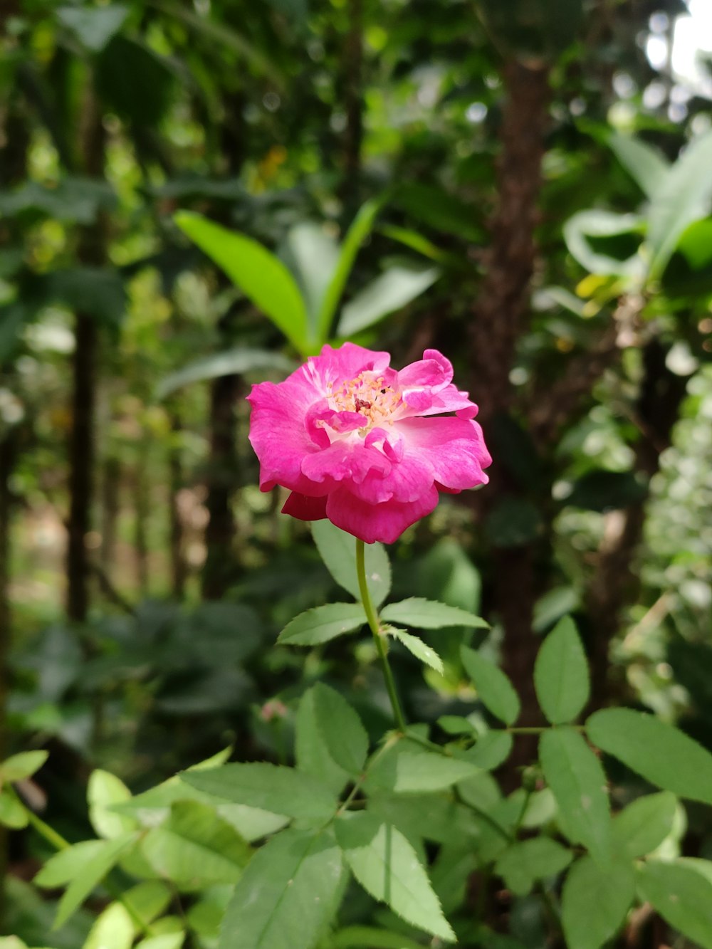 a pink flower in the middle of a forest