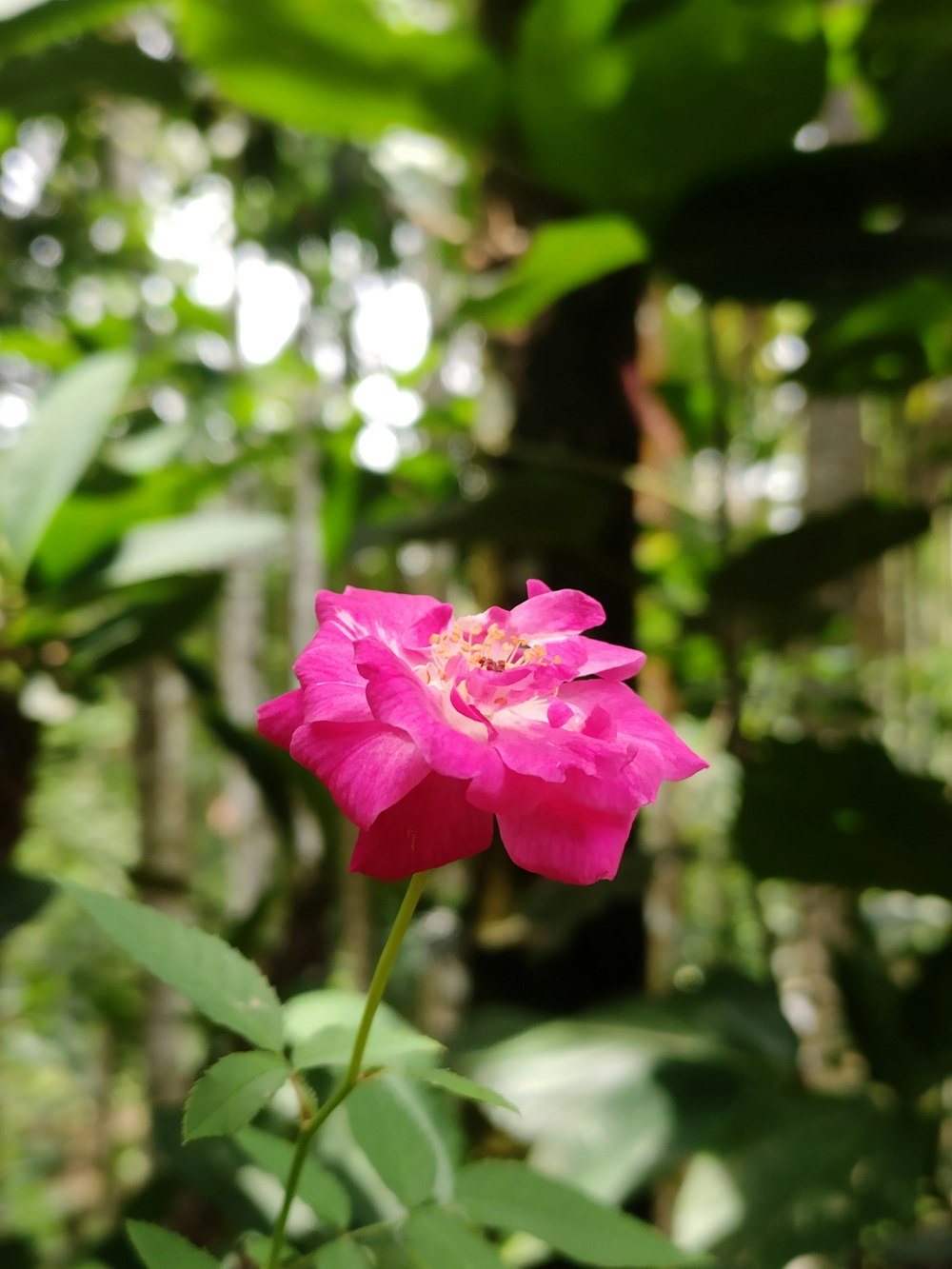 a pink flower in the middle of a forest