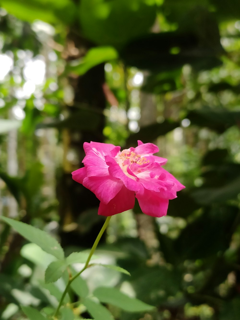 a pink flower in the middle of a forest