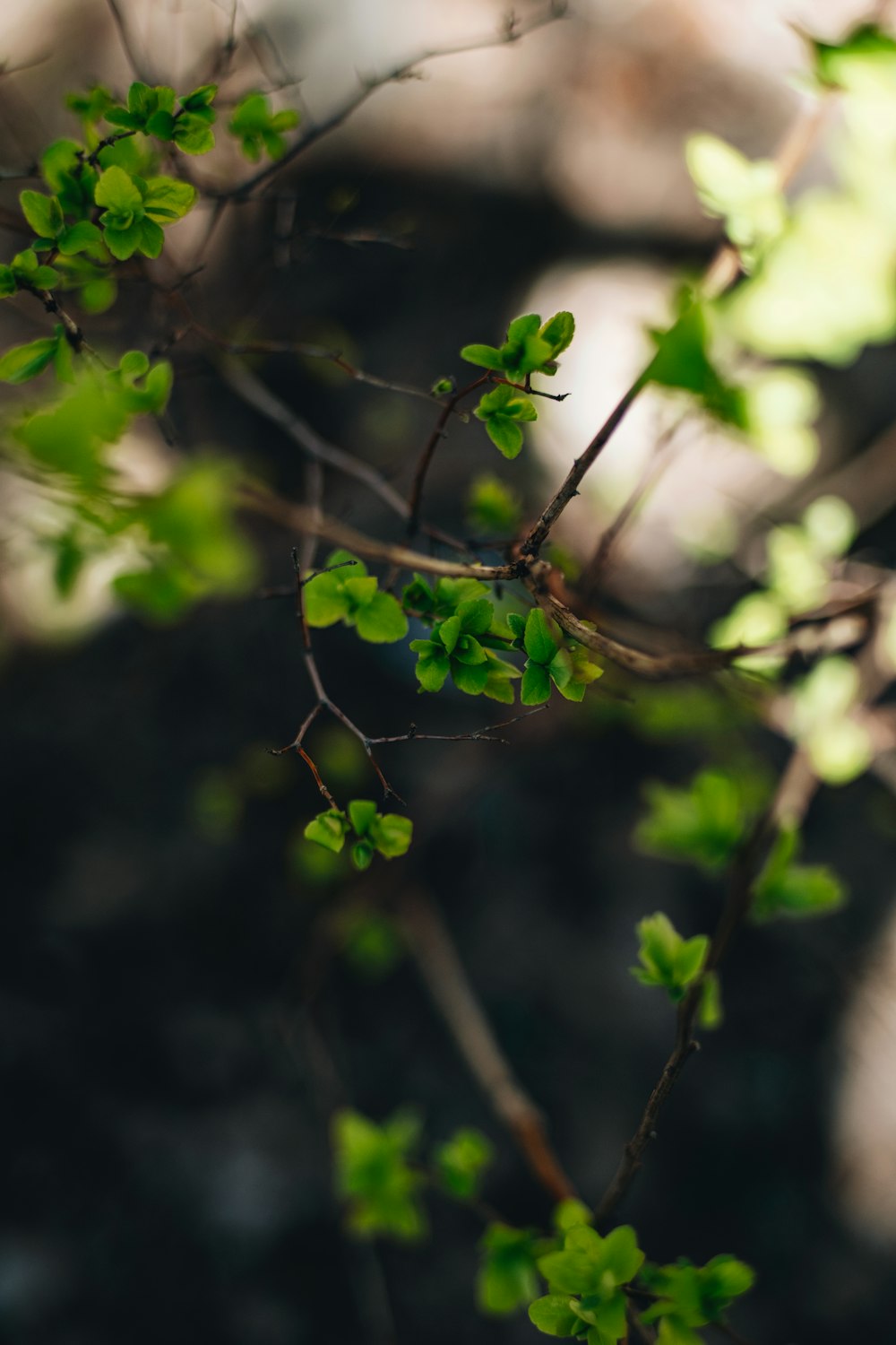 a close up of a tree branch with green leaves