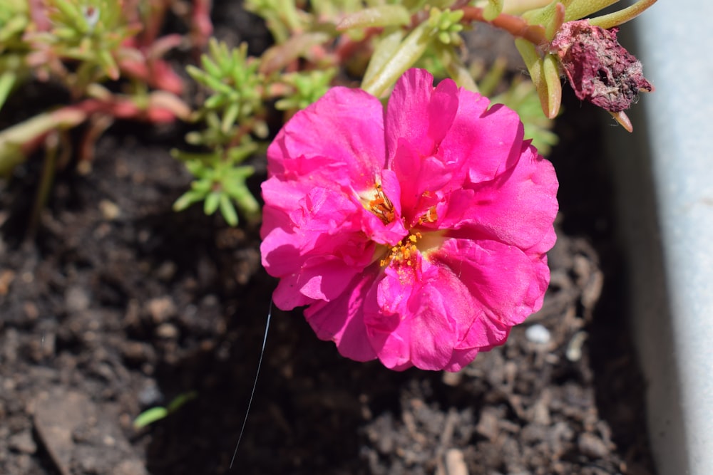 a close up of a pink flower on a plant