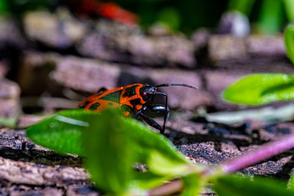 a close up of a bug on the ground