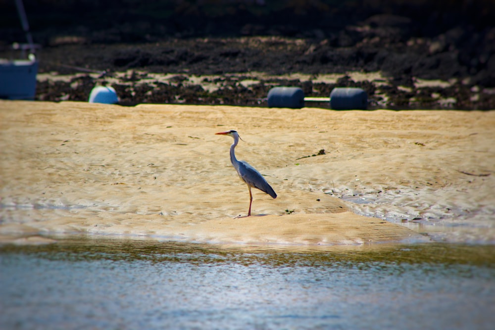 a bird standing on a sandy beach next to a body of water