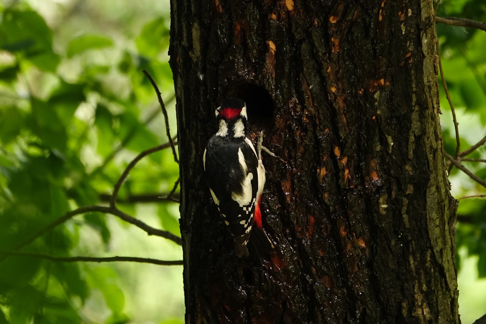 a woodpecker on a tree in the woods