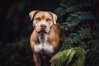 a brown and white dog standing next to a bush