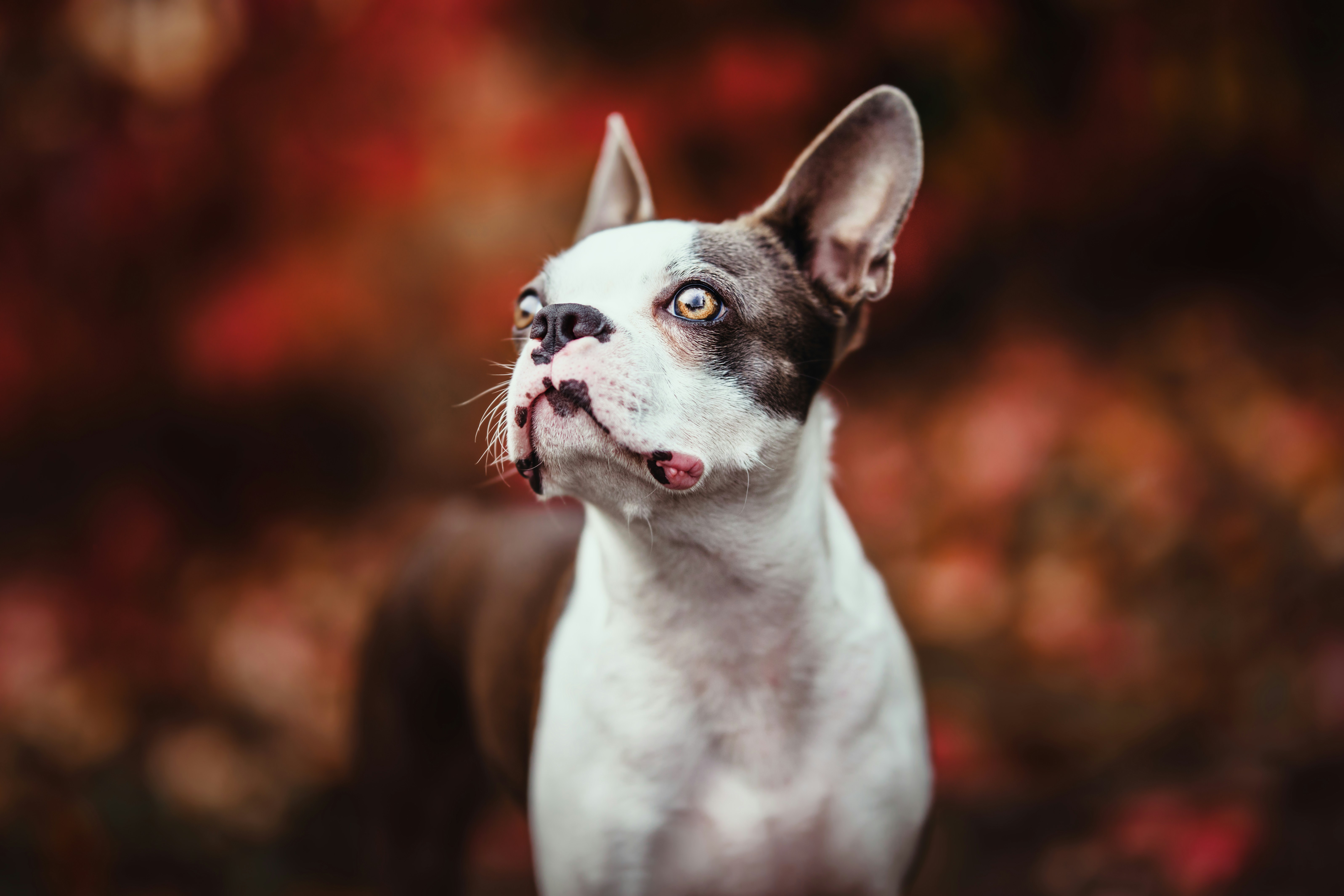 Boston Terrier - The Tuxedo-Wearing Gentleman (image credits: unsplash)
