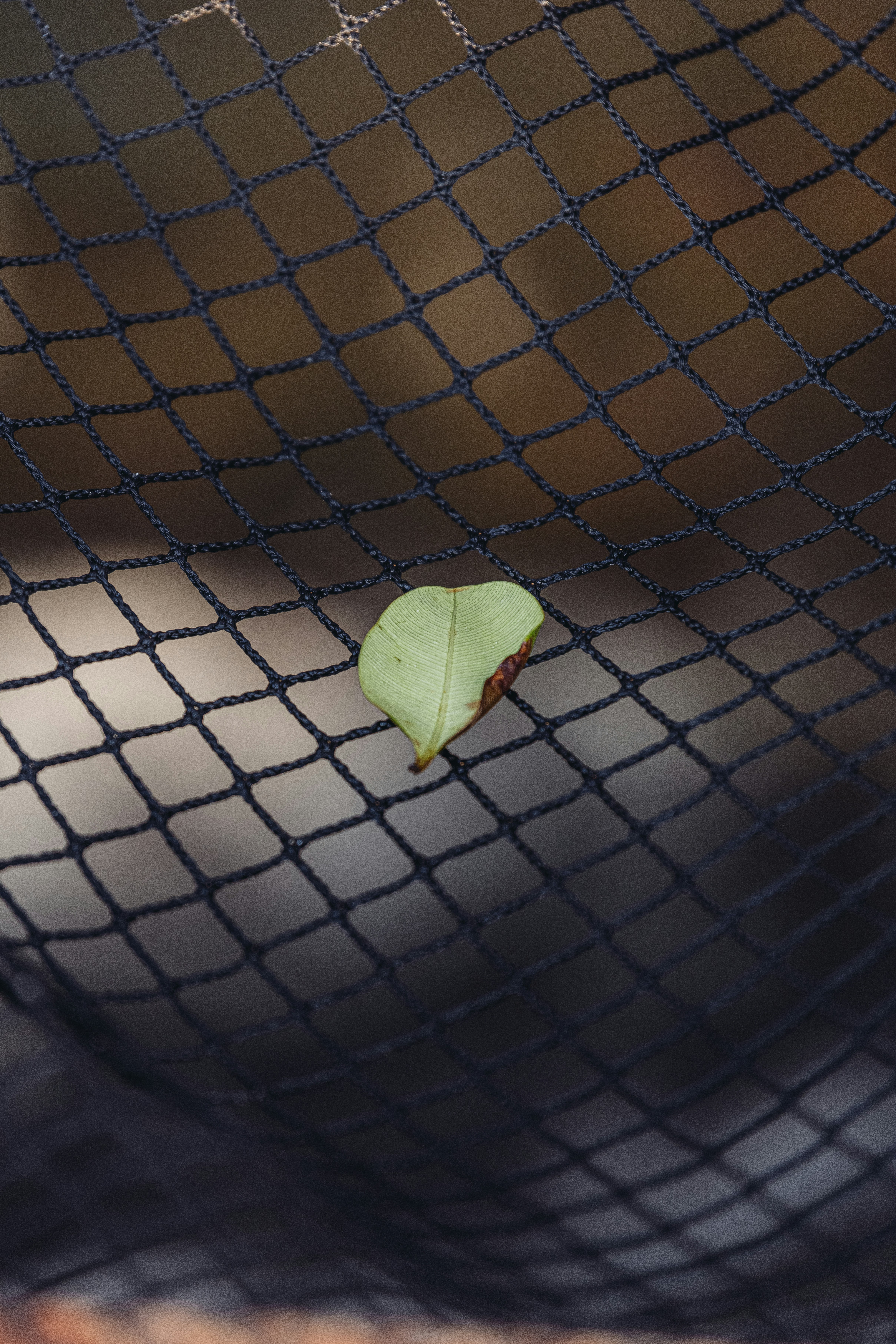 a green leaf sitting on top of a net