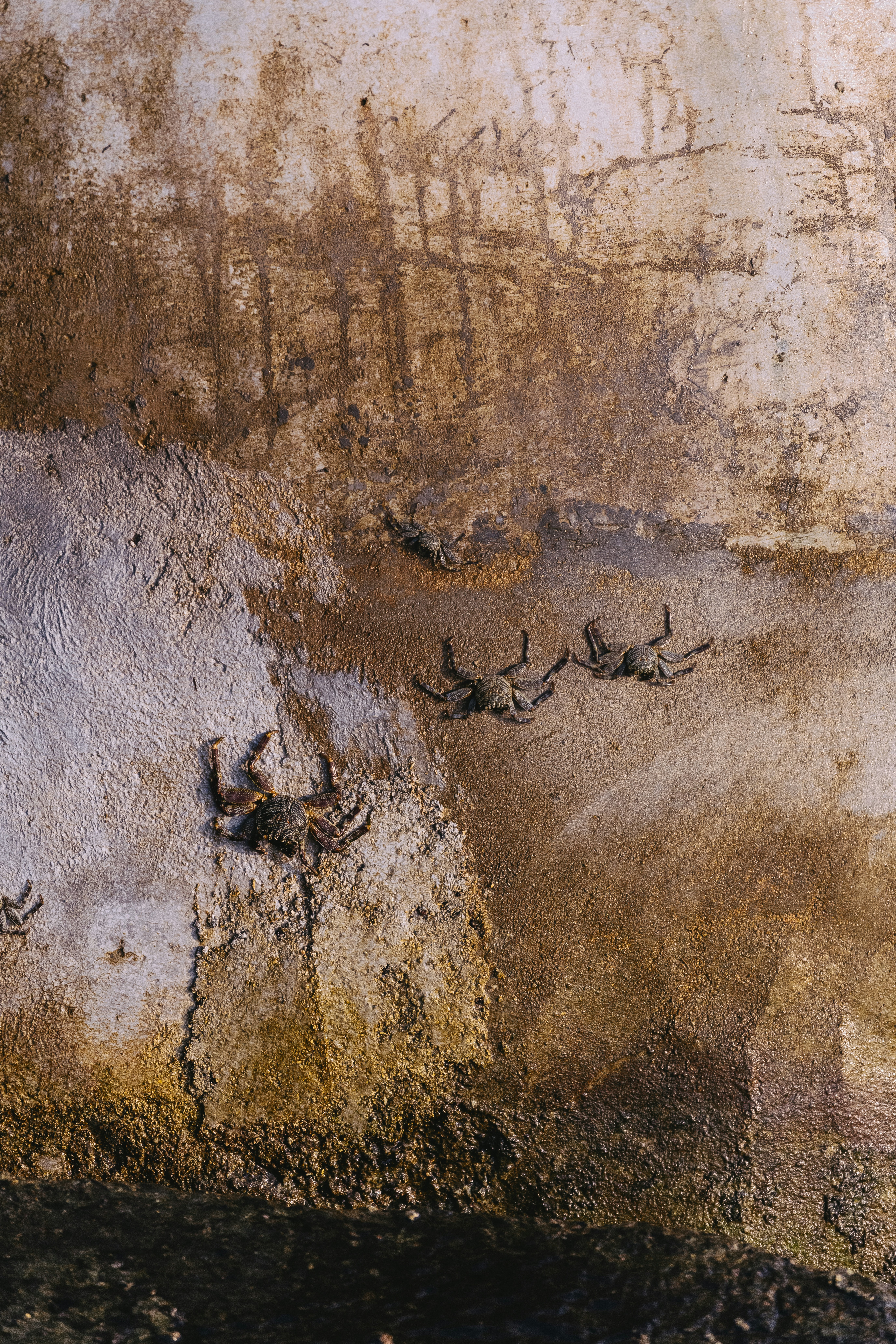 Eine Gruppe von Vögeln, die auf einer Zementwand sitzen