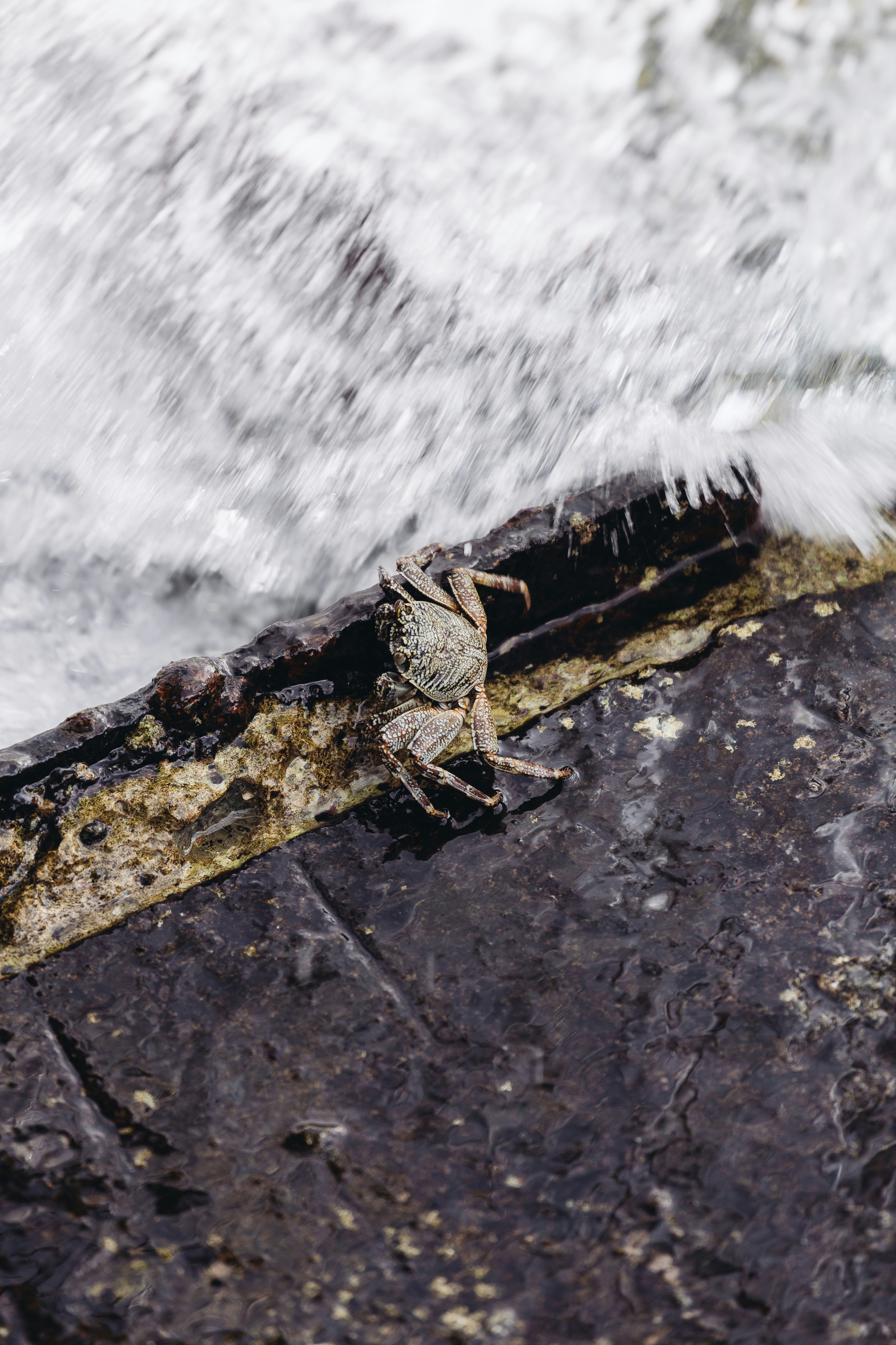 Eine Krabbe sitzt auf einem Stück Holz