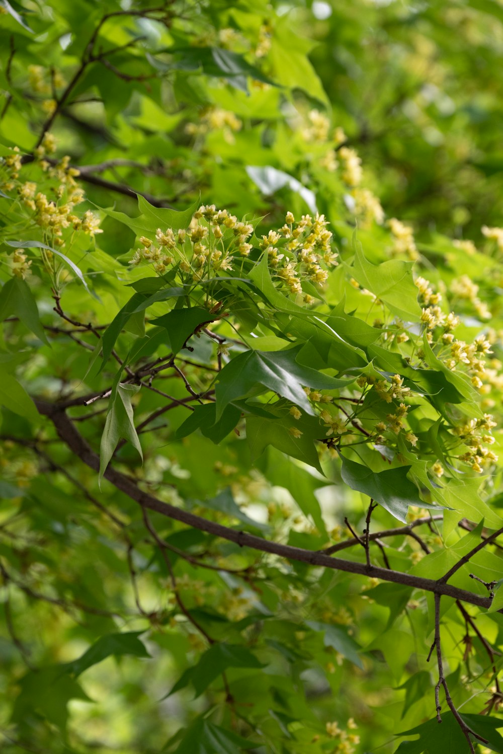 um close up de uma árvore com muitas folhas verdes