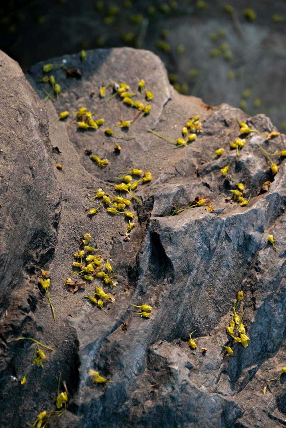 a bunch of yellow flowers growing on the rocks